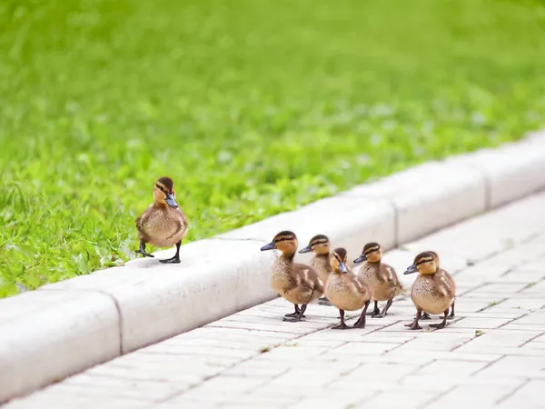 Patitos caminando por el camino —  Fotos de Stock