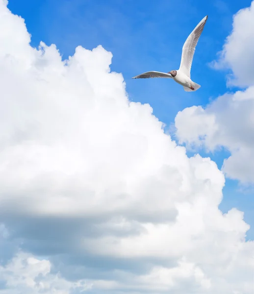 Gaivota voando no céu — Fotografia de Stock