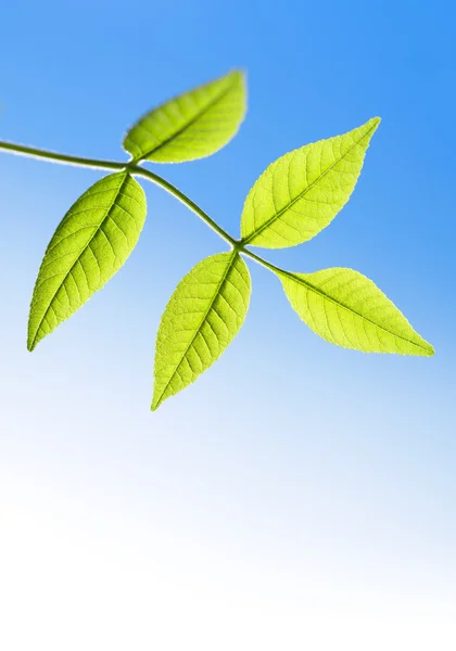 Groene bladeren op een achtergrond van blauwe lucht met een veld voor tekst — Stockfoto