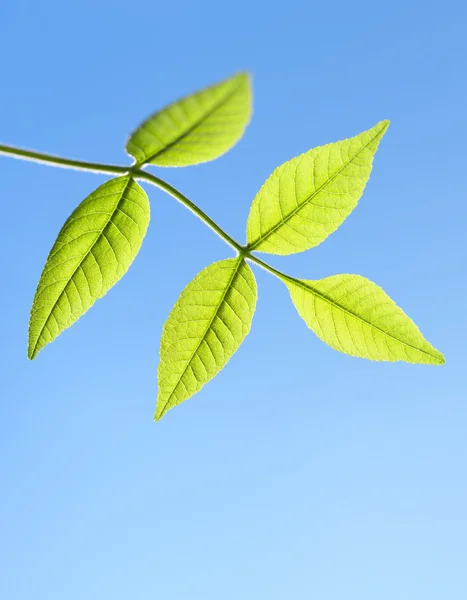 Groene bladeren op een achtergrond van blauwe lucht — Stockfoto