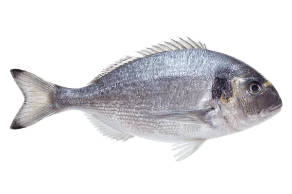 Dorado pescado sobre fondo blanco — Foto de Stock