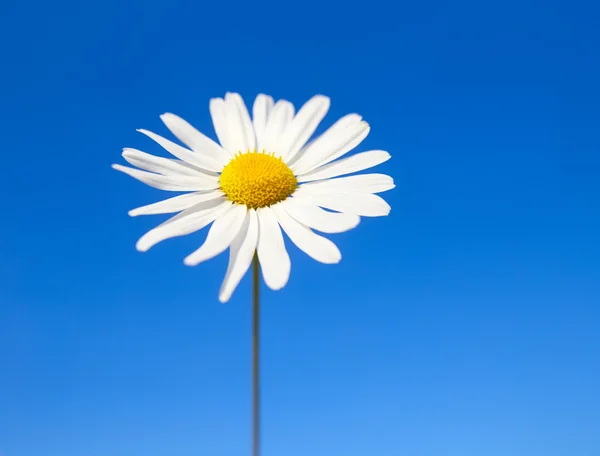 Daisy bir arka plan mavi gökyüzünde — Stok fotoğraf