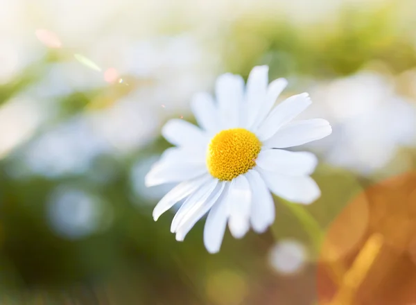 Daisy blomman med bländning. ögonblicksbild med grunt skärpedjup fie — Stockfoto