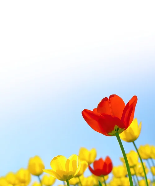 Tulipani rosso e giallo contro il cielo blu. Modello per greetin — Foto Stock