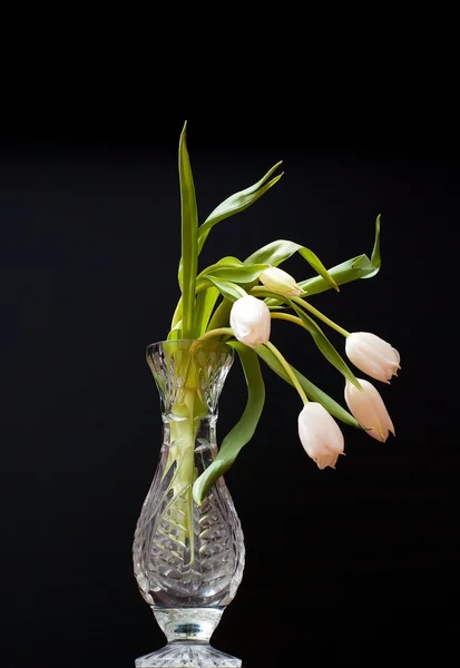 White tulip in water glass on black background — Stock Photo, Image