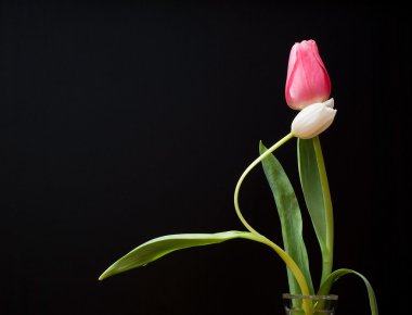 Siyah arkaplanda kırmızı ve beyaz lale