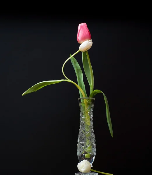 Červený a bílý Tulipán ve sklenici vody — Stock fotografie