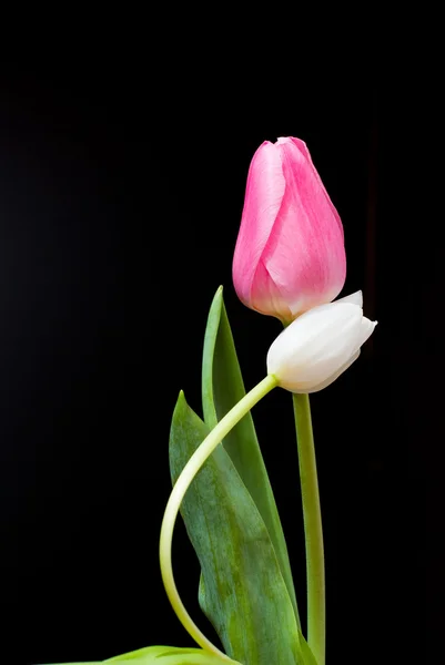 Tulipe rouge et blanche sur fond noir — Photo