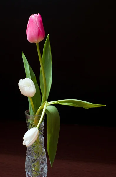 Rote und weiße Tulpe im Wasserglas — Stockfoto