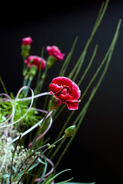 Růžový karafiát na černém pozadí — Stock fotografie