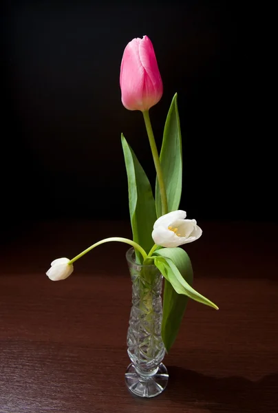 Rote und weiße Tulpe im Wasserglas — Stockfoto