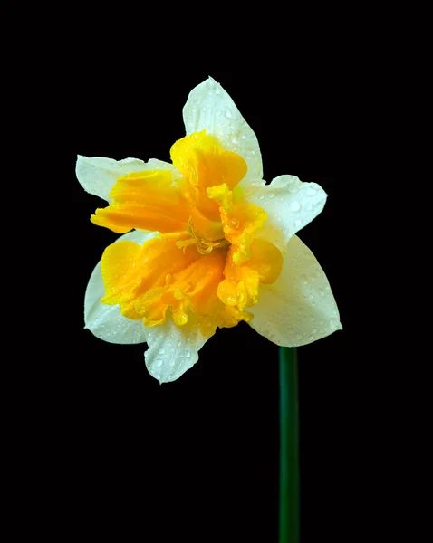 Gele narcis op zwarte achtergrond — Stockfoto