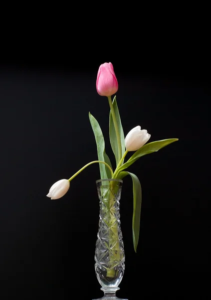 Rote und weiße Tulpe im Wasserglas Stockfoto