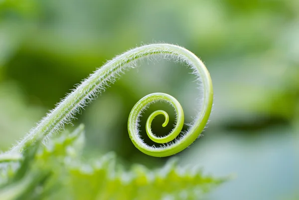 Young green sprout at shape spiral — Stock Photo, Image