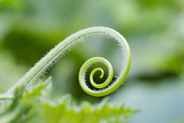 spiral şekli, genç yeşil Filiz