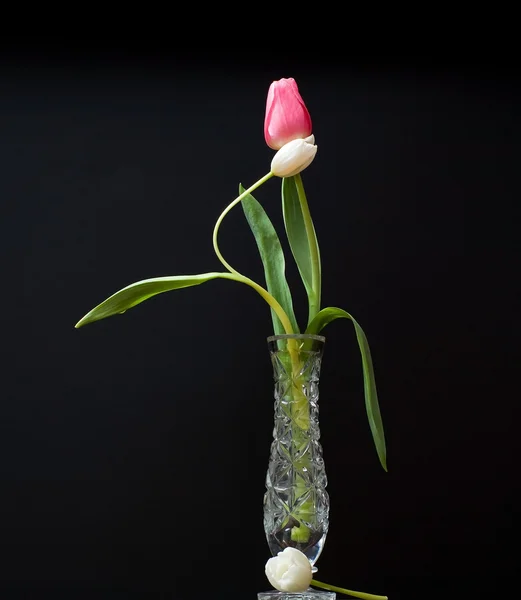 Tulipe rouge et blanche en verre d'eau — Photo