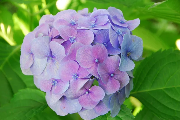 Pink Hydrangea Hortensia flower cluster in bloom in spring