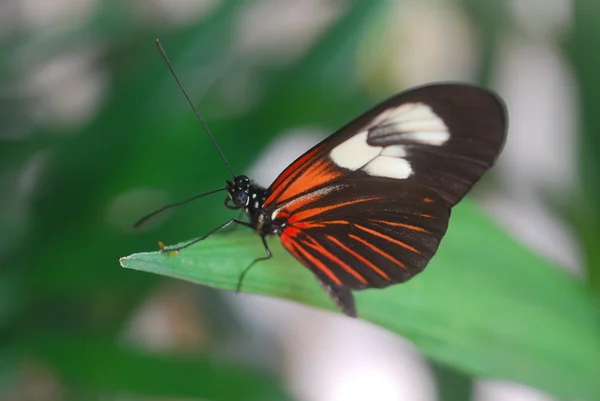 Black and red butterfly on a green leaf