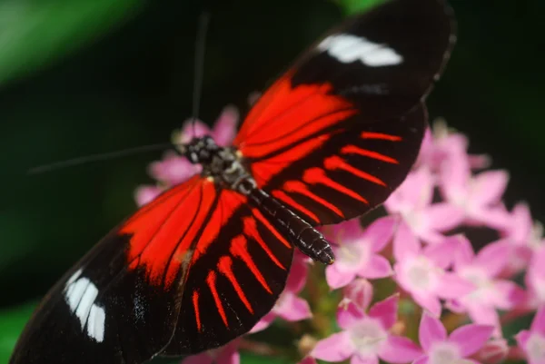 red butterfly on a pink flower