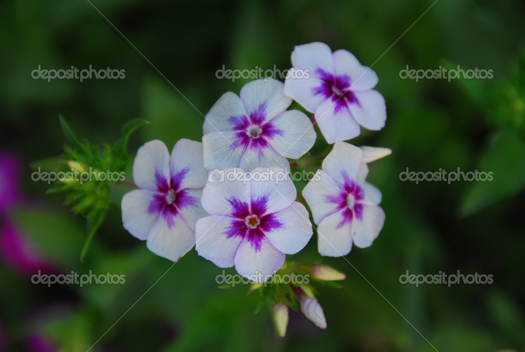 Pink and white floret flower — Stock Photo © Nikonite 22024595
