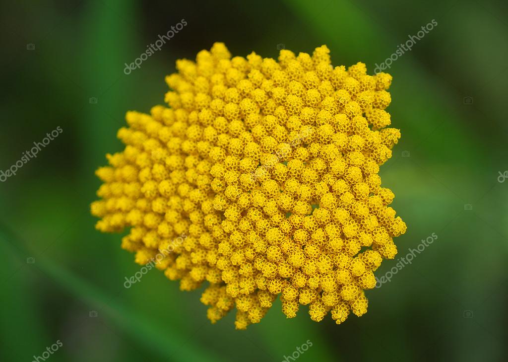 Yellow Yarrow Achillea flower — Stock Photo © Nikonite 29810359