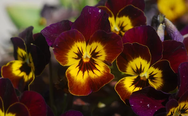 yellow purple pansy flower