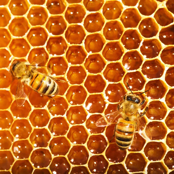 Bina arbeta på honeycomb — Stockfoto