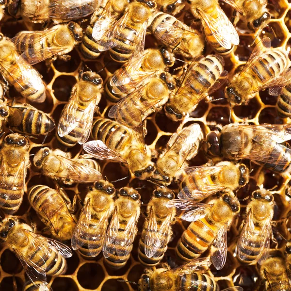 Μέλισσες δουλέψω κηρήθρα — Φωτογραφία Αρχείου