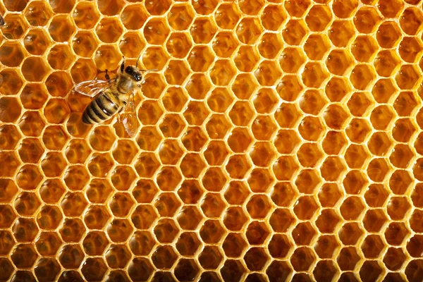 Abeilles travail sur nid d'abeille — Photo