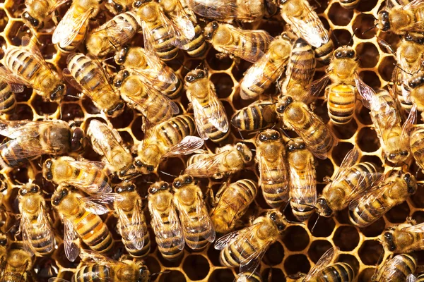 Bina arbeta på honeycomb — Stockfoto