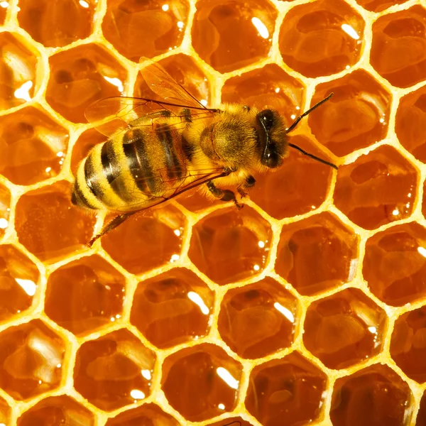 Una abeja trabaja en panal — Foto de Stock