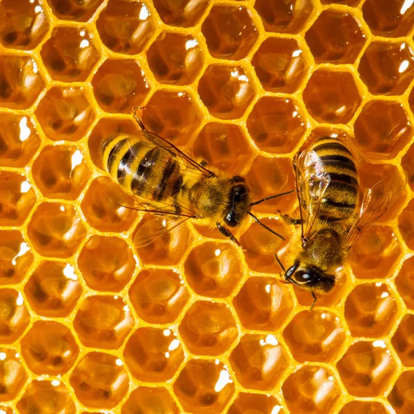 Honeycells üzerinde çalışan arı görünümü kadar yakın. — Stok fotoğraf