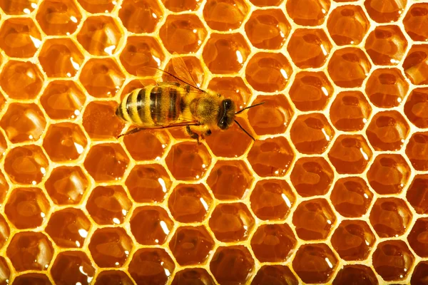 Une abeille travaille sur nid d'abeille — Photo