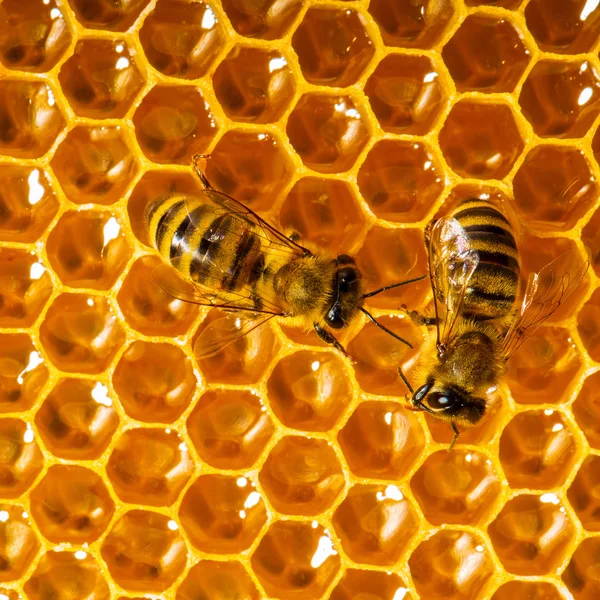 Zblízka pohled pracovní včel na honeycells. Stock Obrázky