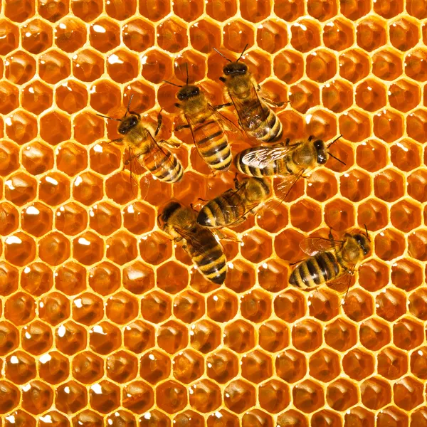 Bees work on honeycomb Stock Picture