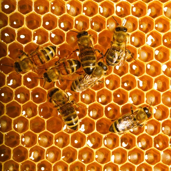 Bees work on honeycomb Stock Image