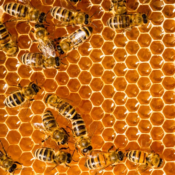 Honey comb and a bee working Stock Image