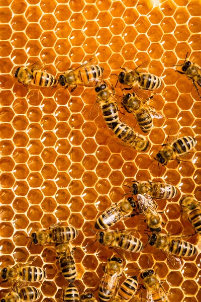 Honey comb and a bee working Royalty Free Stock Images