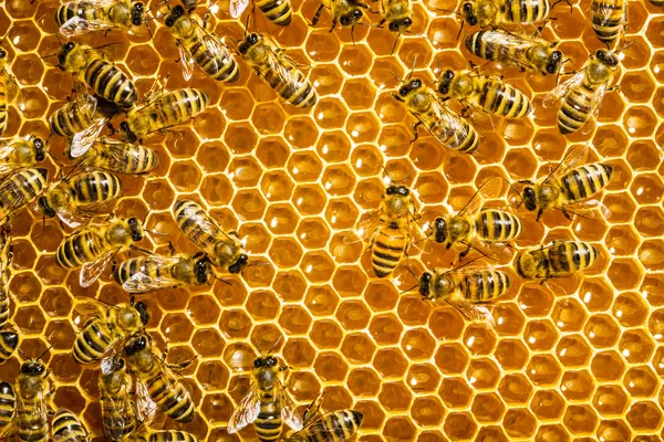 Honey comb and a bee working Stock Picture