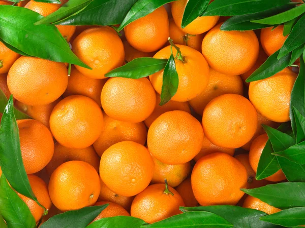 Naranjas — Foto de Stock