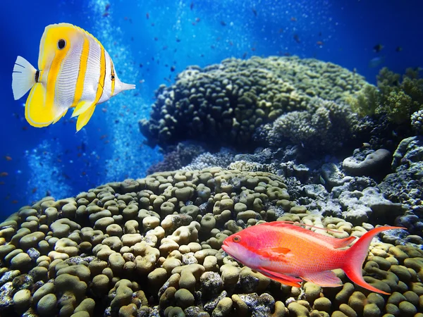 Colorful underwater world — Stock Photo, Image