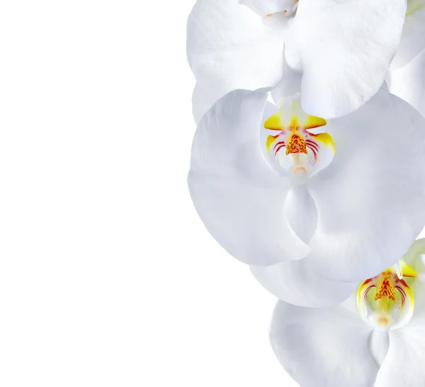 Květy orchideje phalaenopsis izolované na bílém — Stock fotografie