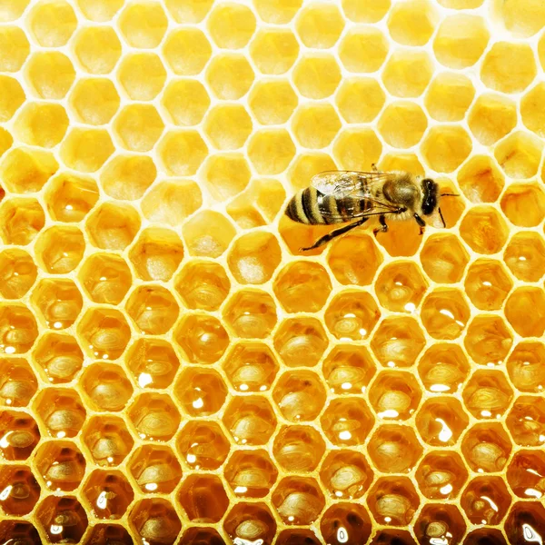 Vista de perto das abelhas em funcionamento nas células de mel — Fotografia de Stock