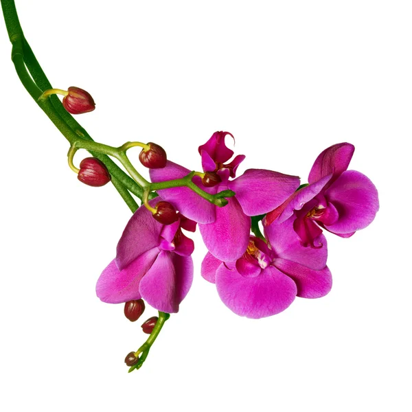 Orchidee Phalaenopsis Blüten isoliert auf weiß — Stockfoto