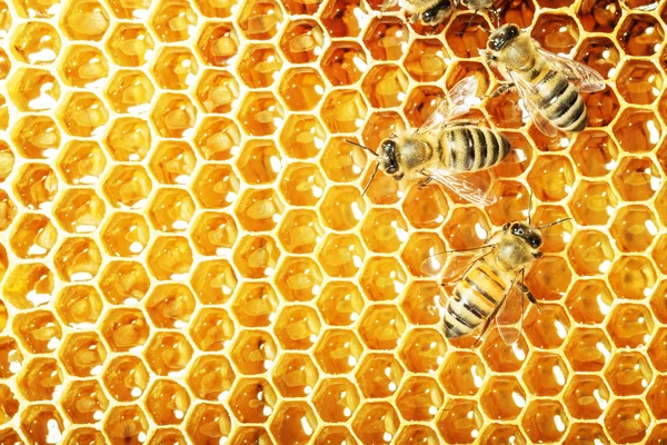 Vista de cerca de las abejas que trabajan en las celdas de miel —  Fotos de Stock