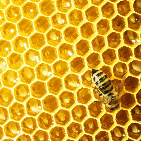 Bal hücreleri üzerinde çalışan arıların görüntüsünü kapat — Stok fotoğraf