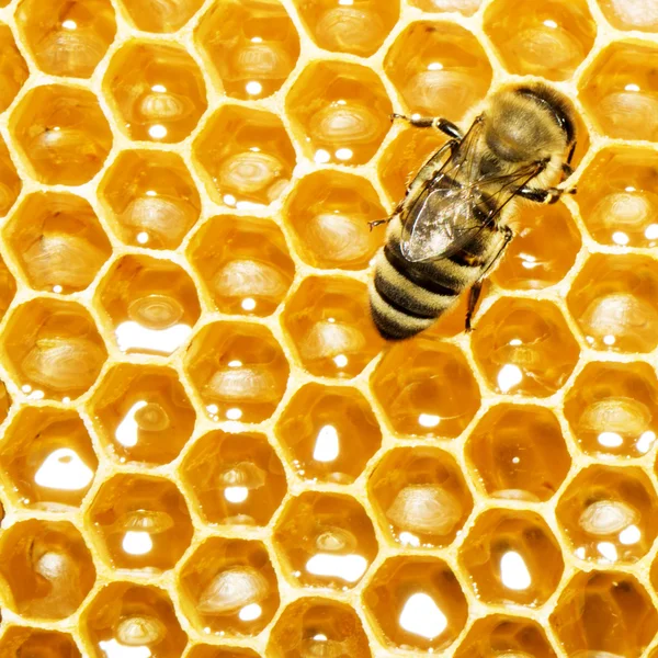 Vue rapprochée des abeilles qui travaillent sur les cellules de miel — Photo