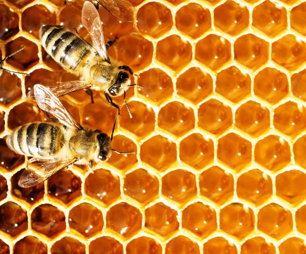 Vue rapprochée des abeilles qui travaillent sur les cellules de miel — Photo