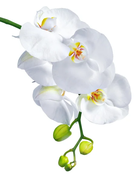 Flores de falaenopsis do Orchid isoladas no branco — Fotografia de Stock