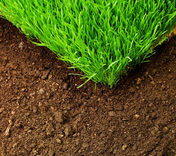 Healthy grass and soil — Stok fotoğraf